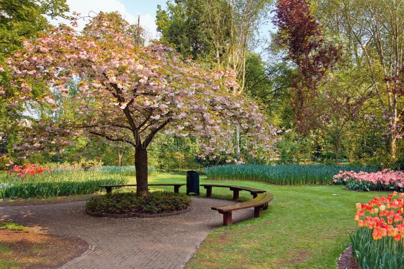 Beauty tree in bloom with bench