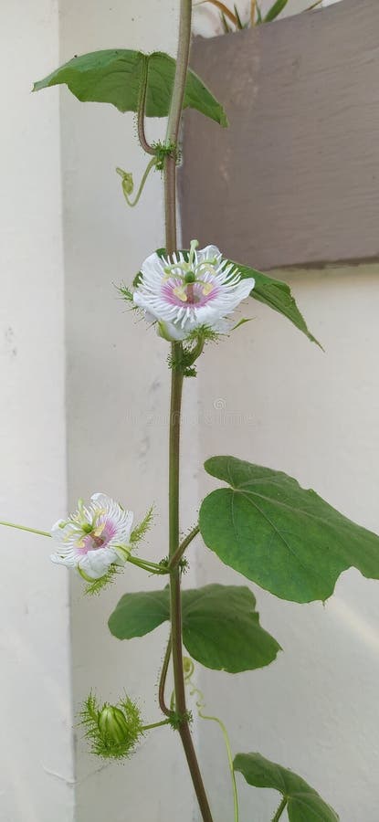 Beauty Vit Kruka arkivbilder