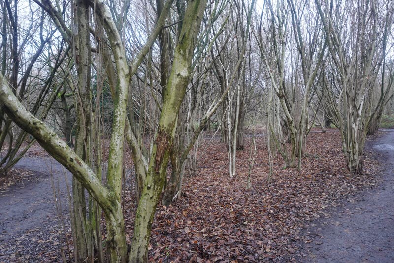 The Beauty of Winter Hazelnut Trees in December Stock Photo Image of