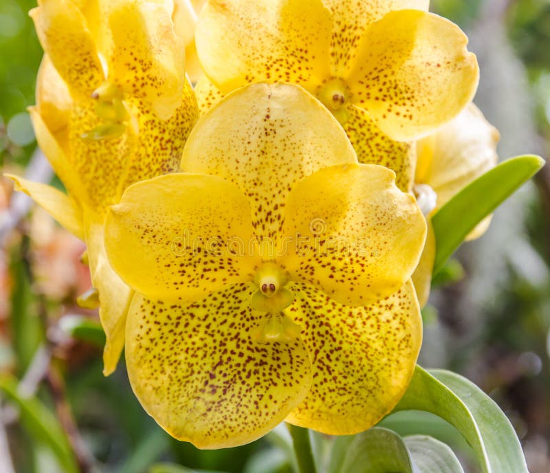 Yellow Vanda orchid. stock photo. Image of gift, aromatic - 109242238