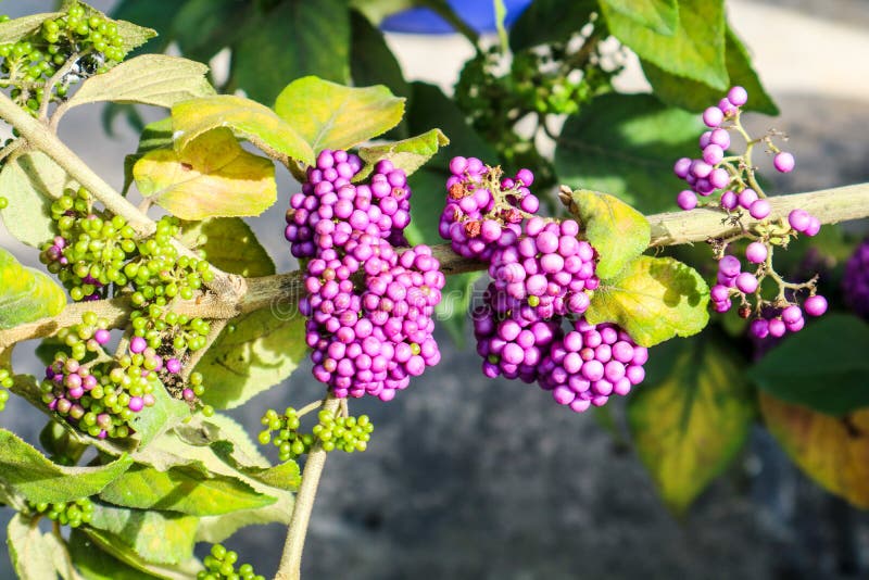 beautyberry είναι ένα γένος των θάμνων και των μικρών δέντρων στοκ φωτογραφία beautyberry είναι ένα γένος των θάμνων και των μικρών δέντρων στοκ φωτογραφία