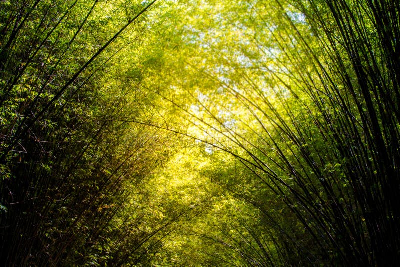 Bamboo grove stock image. Image of china, line, nature 8727825