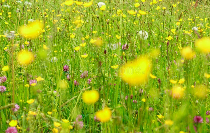 Beautyful blooming flowers bakcground. An alpine meadow in springtime stock images Beautyful blooming flowers bakcground. An alpine meadow in springtime stock images