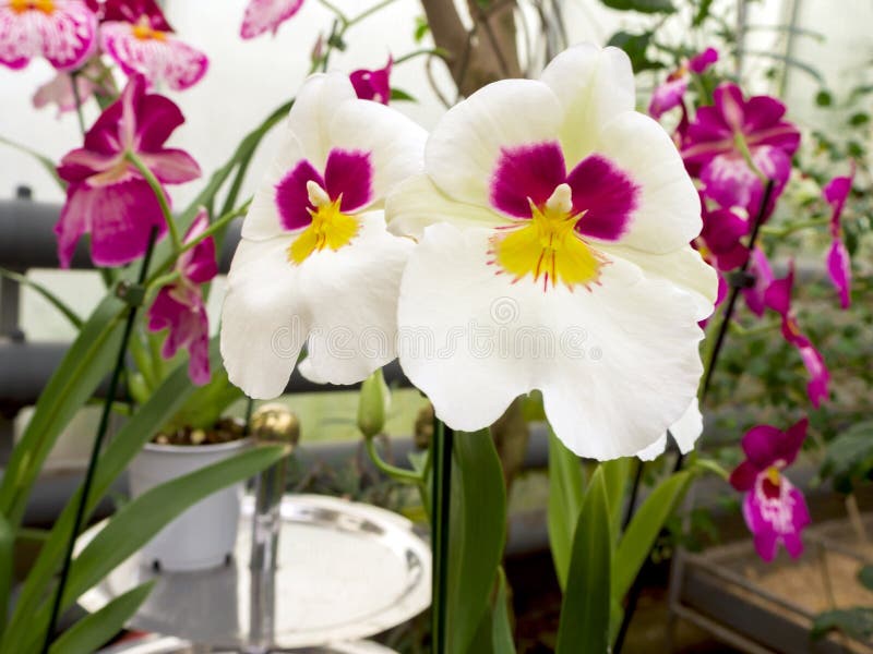Beautyful-Blume: Orchideen oder Miltonopsis, stockbilder Beautyful-Blume: Orchideen oder Miltonopsis, stockbilder