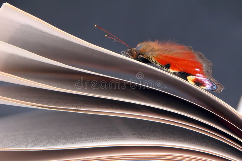 Beauté dans la connaissance - guindineau sur un livre photo stock Beauté dans la connaissance - guindineau sur un livre photo stock