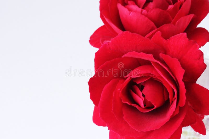 Beauté sans fin - roses rouges pour vous - étroitement sur blanc photos libres de droits Beauté sans fin - roses rouges pour vous - étroitement sur blanc photos libres de droits