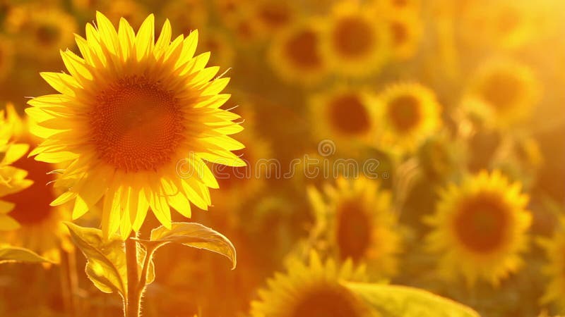 Beauté étonnante de gisement de tournesol avec la lumière du soleil lumineuse sur des fleurs