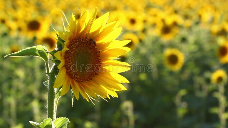 Beauté étonnante de gisement de tournesol avec la lumière du soleil lumineuse sur des fleurs