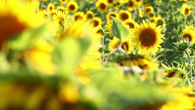 Beauté étonnante de gisement de tournesol avec la lumière du soleil lumineuse sur des fleurs