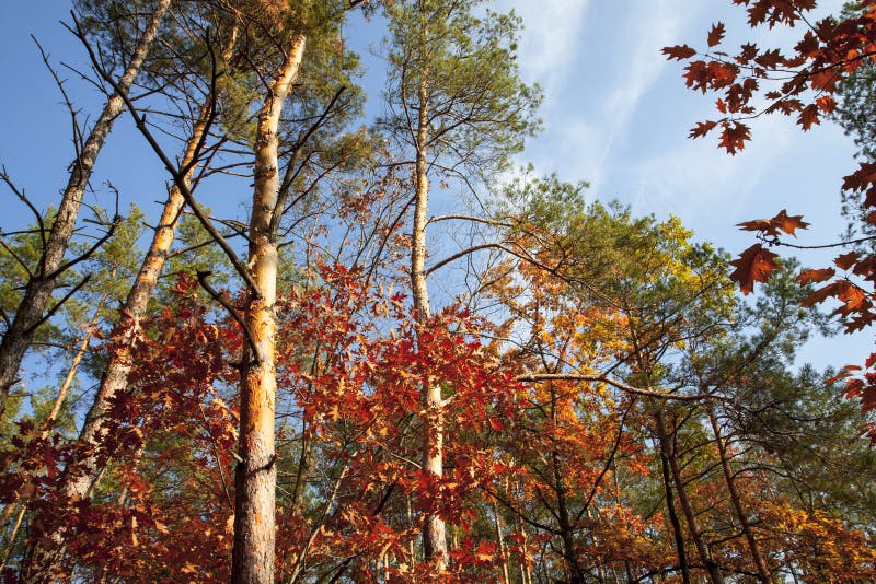 Beaux arbres et pins d'automne dans la forêt orange et les arbres rouges illuminés par le soleil un jour d'automne photo stock Beaux arbres et pins d'automne dans la forêt orange et les arbres rouges illuminés par le soleil un jour d'automne photo stock