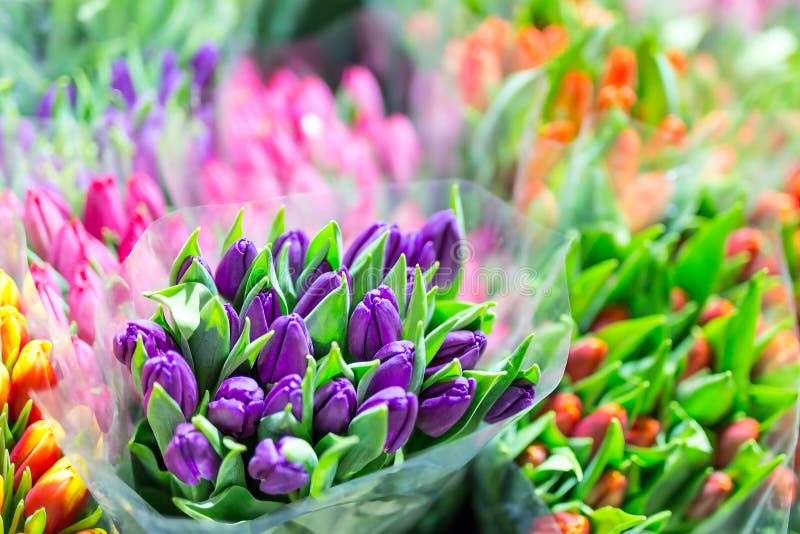 Beaux bouquets multicolores de fleur Diverses tulipes fraîches au fleuriste Vente en gros ou magasin détaillant de fleur Entrepôt image libre de droits Beaux bouquets multicolores de fleur Diverses tulipes fraîches au fleuriste Vente en gros ou magasin détaillant de fleur Entrepôt image libre de droits