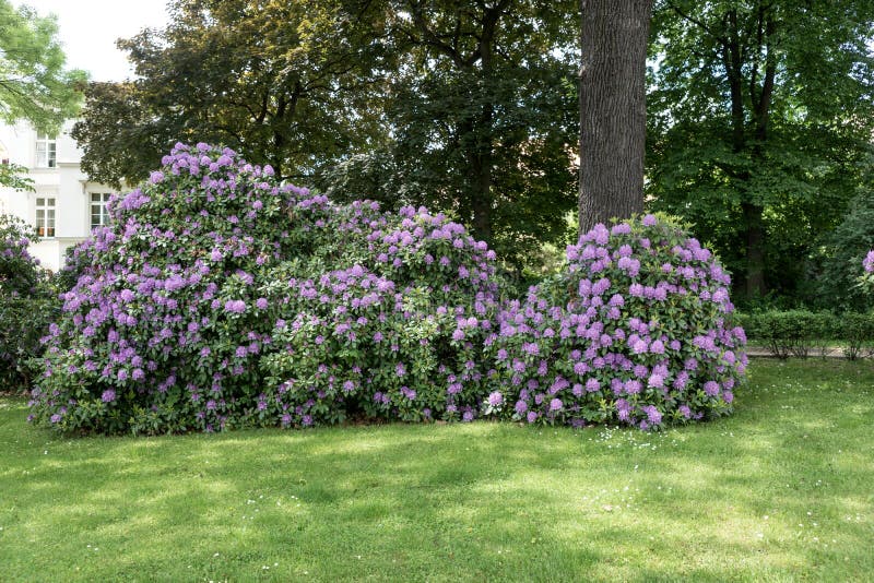 Beaux Buissons De Fleur De Rhododendron Dans Un Jardin Photo stock