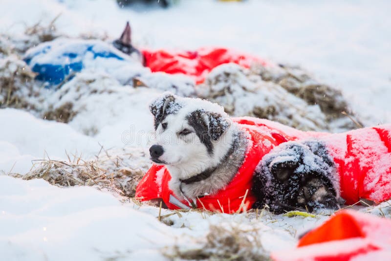 Beaux chiens enroués d'Alaska se reposant pendant une course de chien de traîneau de fond en Norvège photo libre de droits