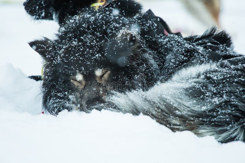 Beaux chiens enroués d'Alaska se reposant pendant une course de chien de traîneau de fond en Norvège images stock