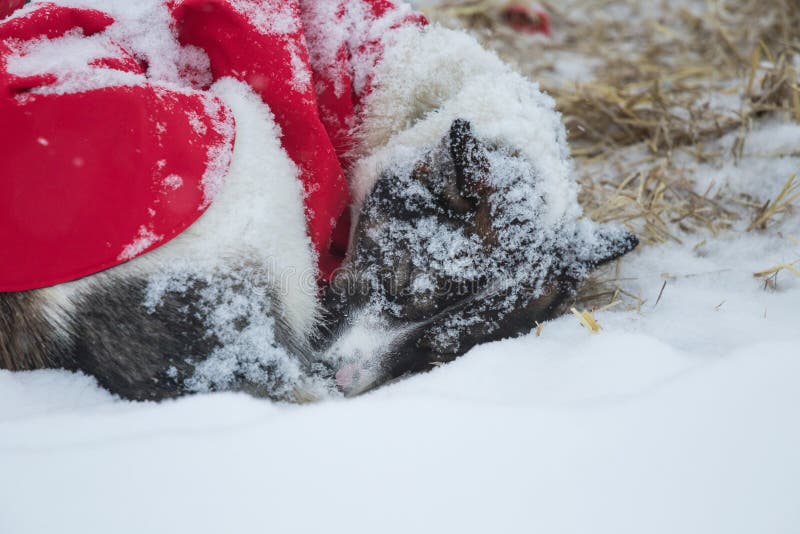 Beaux chiens enroués d'Alaska se reposant pendant une course de chien de traîneau de fond en Norvège photographie stock libre de droits