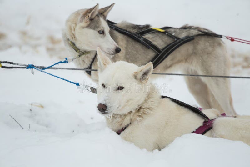 Beaux chiens enroués d'Alaska se reposant pendant une course de chien de traîneau de fond en Norvège image libre de droits