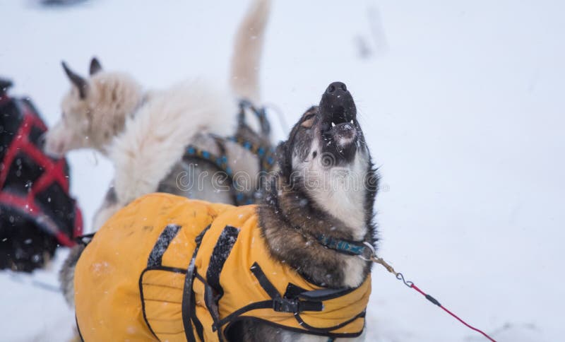 Beaux chiens enroués d'Alaska se reposant pendant une course de chien de traîneau de fond en Norvège image stock