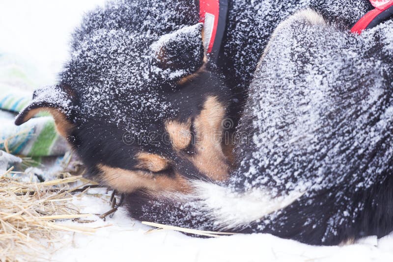 Beaux chiens enroués d'Alaska se reposant pendant une course de chien de traîneau de fond en Norvège photo libre de droits
