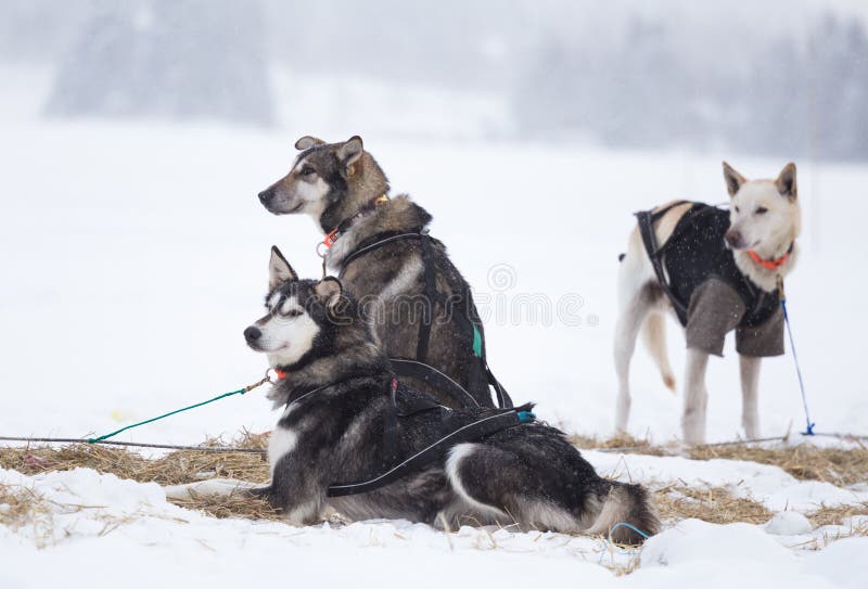 Beaux chiens enroués d'Alaska se reposant pendant une course de chien de traîneau de fond en Norvège photos libres de droits