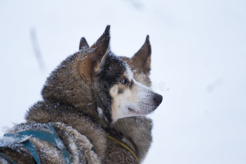 Beaux chiens enroués d'Alaska se reposant pendant une course de chien de traîneau de fond en Norvège photographie stock