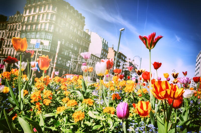 Beaux flwers de ressort photos stock Beaux flwers de ressort photos stock