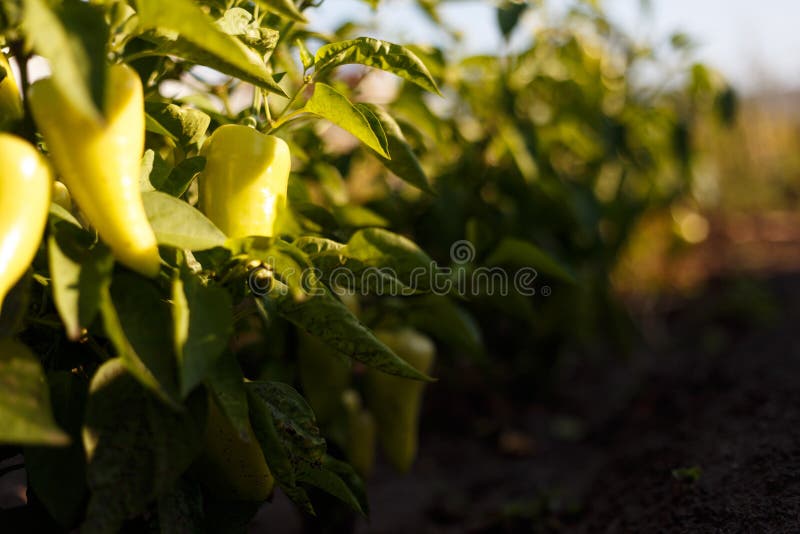 Beaux grands poivrons doux croissants photographie stock libre de droits Beaux grands poivrons doux croissants photographie stock libre de droits