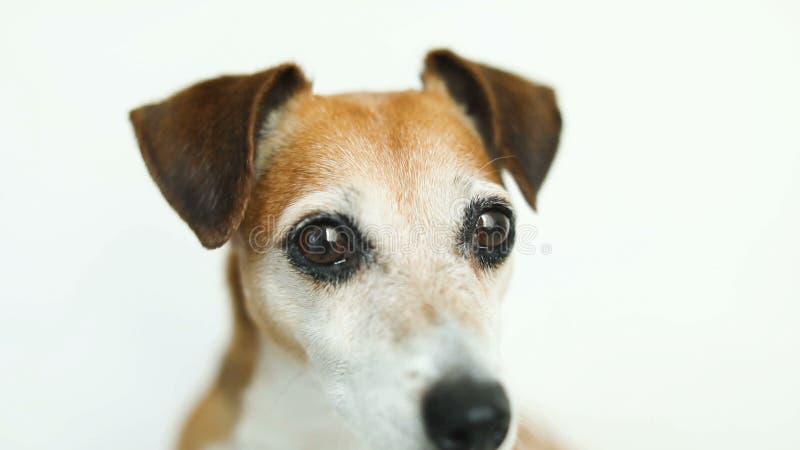 Beaux grands yeux de chiens Fermez-vous vers le haut du portrait d'enregistrement vidéo Fond blanc banque de vidéos