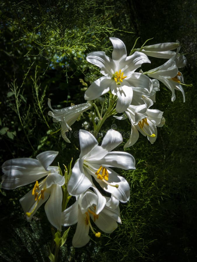 Beaux lis blancs sur un fond foncé naturel photographie stock Beaux lis blancs sur un fond foncé naturel photographie stock