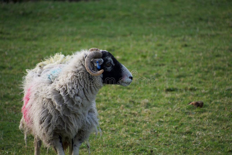 Beaux moutons dans un domaine ; avec les klaxons et le visage noir photographie stock libre de droits Beaux moutons dans un domaine ; avec les klaxons et le visage noir photographie stock libre de droits