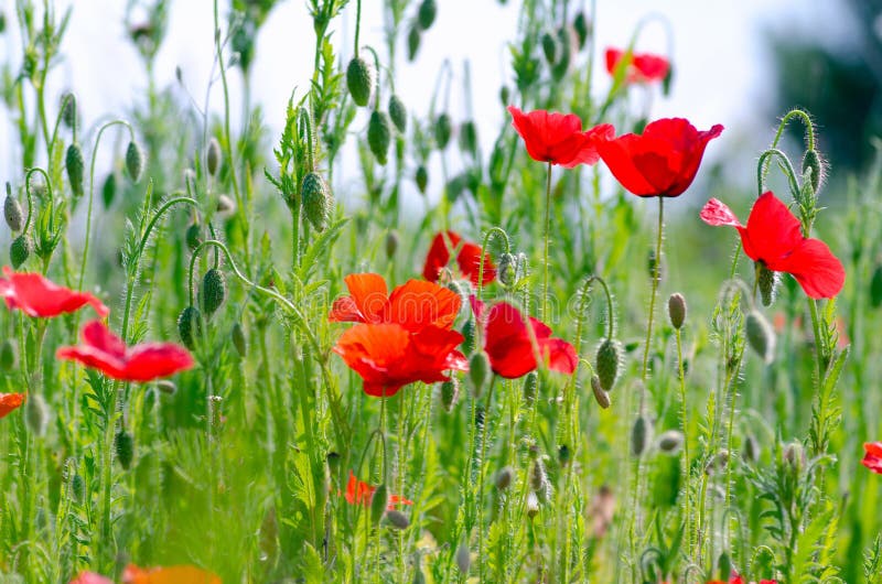 Beaux pavots rouges sur un pré d'été, bourgeons des pavots, un symbole de victoire images stock Beaux pavots rouges sur un pré d'été, bourgeons des pavots, un symbole de victoire images stock