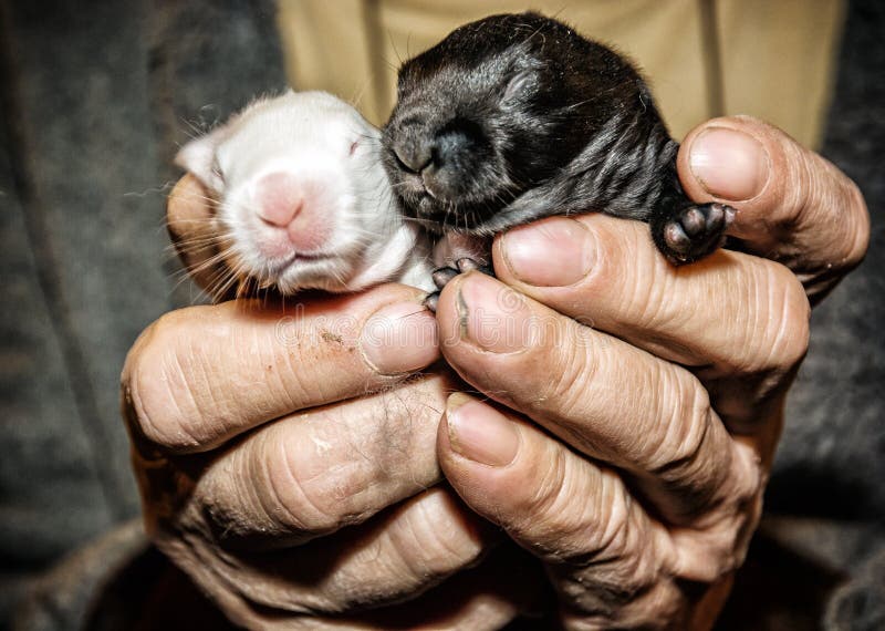 Beaux petits lapins noirs et blancs sur les mains images libres de droits Beaux petits lapins noirs et blancs sur les mains images libres de droits