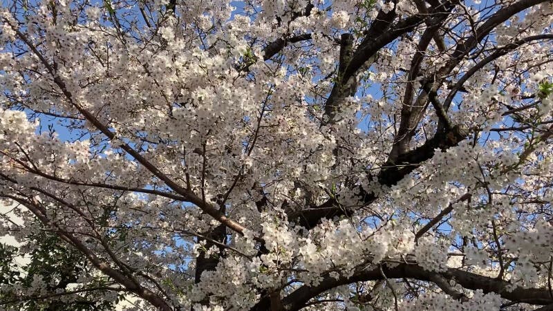 Beaux pétales de fleurs de cerisiers banque de vidéos
