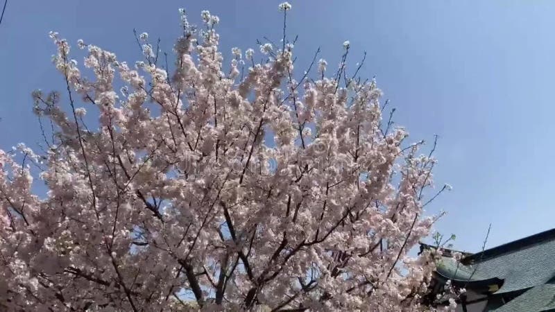 Beaux pétales de fleurs de cerisiers clips vidéos