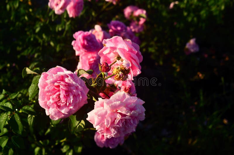 Beaux pétales de rose roses avec des baisses photos libres de droits Beaux pétales de rose roses avec des baisses photos libres de droits