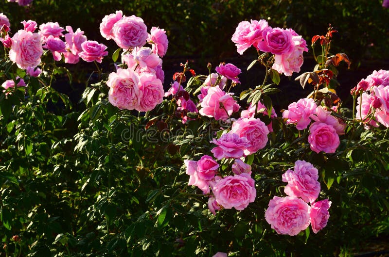 Beaux pétales de rose roses avec des gouttes de l'eau photos stock Beaux pétales de rose roses avec des gouttes de l'eau photos stock
