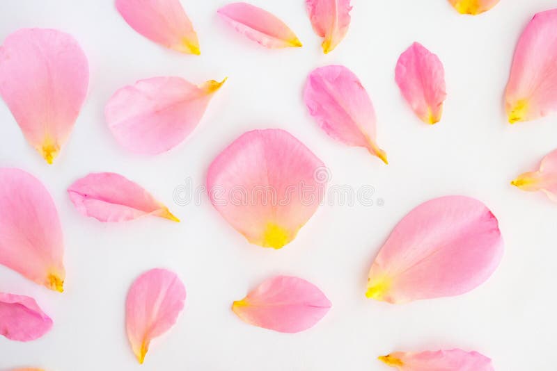 beaux pétales de rose roses sur le fond blanc photo libre de droits beaux pétales de rose roses sur le fond blanc photo libre de droits