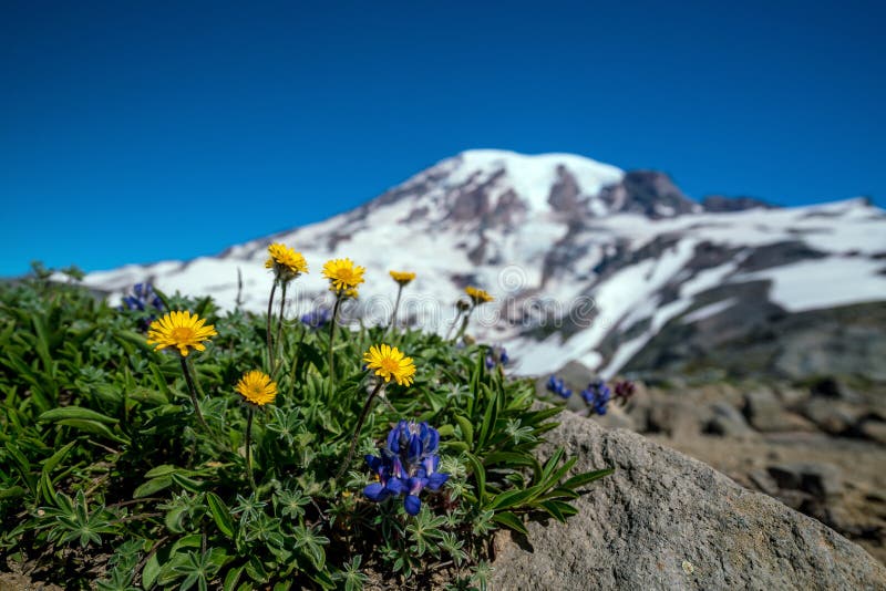 Beaux wildflowers et mont Rainier, l'état de Washington photos stock Beaux wildflowers et mont Rainier, l'état de Washington photos stock