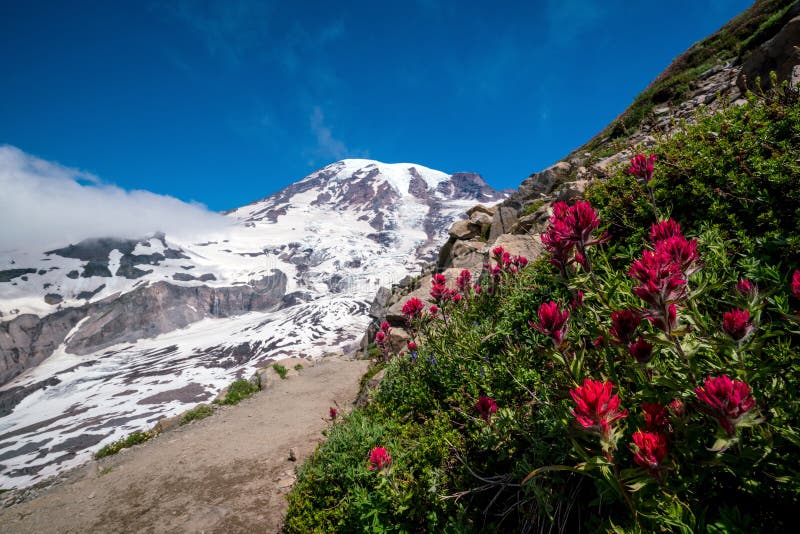Beaux wildflowers et mont Rainier, l'état de Washington images libres de droits Beaux wildflowers et mont Rainier, l'état de Washington images libres de droits
