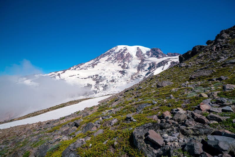 Beaux wildflowers et mont Rainier, l'état de Washington photos libres de droits Beaux wildflowers et mont Rainier, l'état de Washington photos libres de droits
