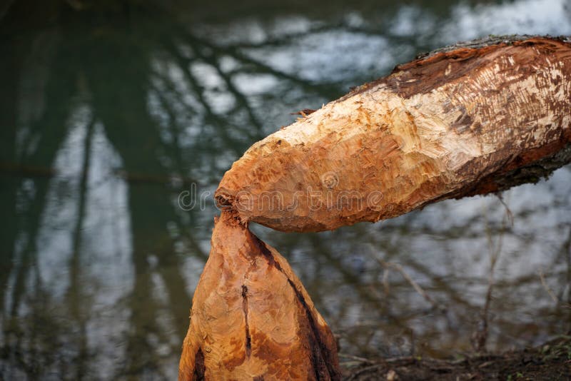 Beaver Animal Water Rodents Tree Stock Photo Image of beaver, rodents