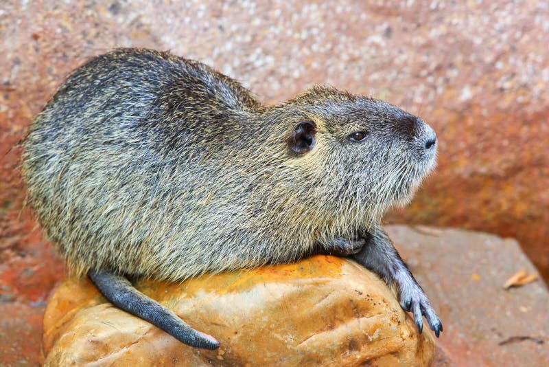 A beaver/castor is rest on a rock. A beaver/castor is rest on a rock.