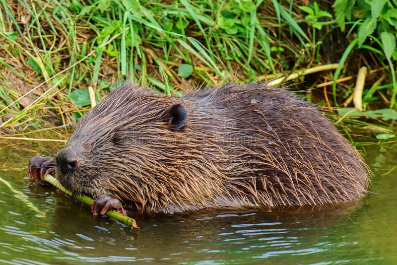 Beaver Castor fiber is the largest European rodent. Length 75 - 100 cm, tail 30 - 40 cm. Beaver Castor fiber is the largest European rodent. Length 75 - 100 cm, tail 30 - 40 cm.