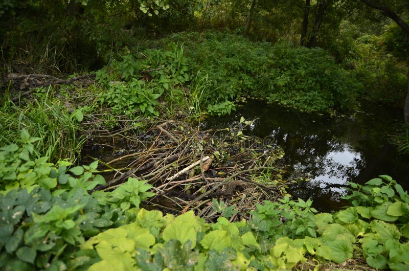 A beaver dam is erected by beavers on the river to protect it from predators and to facilitate the extraction of food in the winte stock photos A beaver dam is erected by beavers on the river to protect it from predators and to facilitate the extraction of food in the winte stock photos