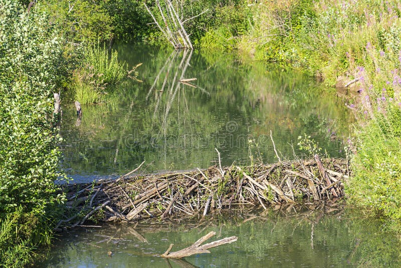 Beaver dam in the forest stock photo. Image of environmental 237291658