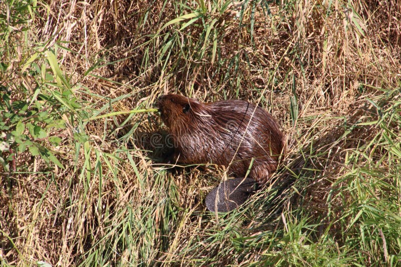 Beaver Pelt stock photo. Image of furry, pelt, animal 5844468
