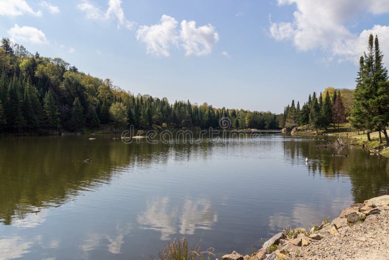Beaver Lake in Parc Omega Canada Stock Photo Image of cute