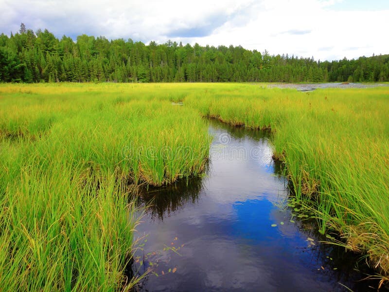Beaver meadow stock image. Image of environment, beaver 34606077