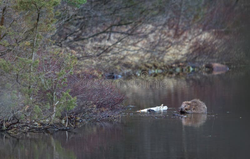 Natural Beaver Dam stock image. Image of mountains, brook - 1115097