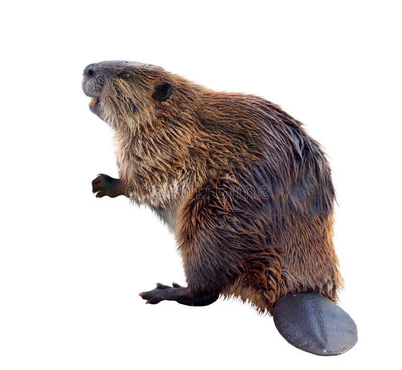 North American Beaver Isolated on White