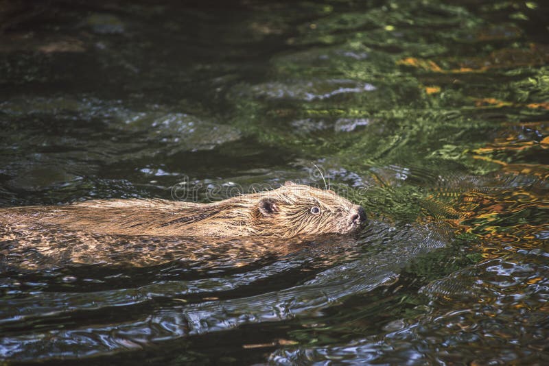 Beaver in river stock photo. Image of wilderness, wild 90440176